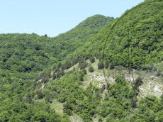 Juniperus-excelsa_Бараний-Рог_стация